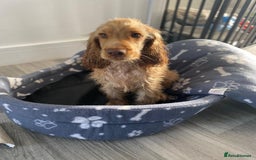Cocker Spaniel dogs for sale: Cocker Spaniel Puppy Looking for a New Home - Advert 3