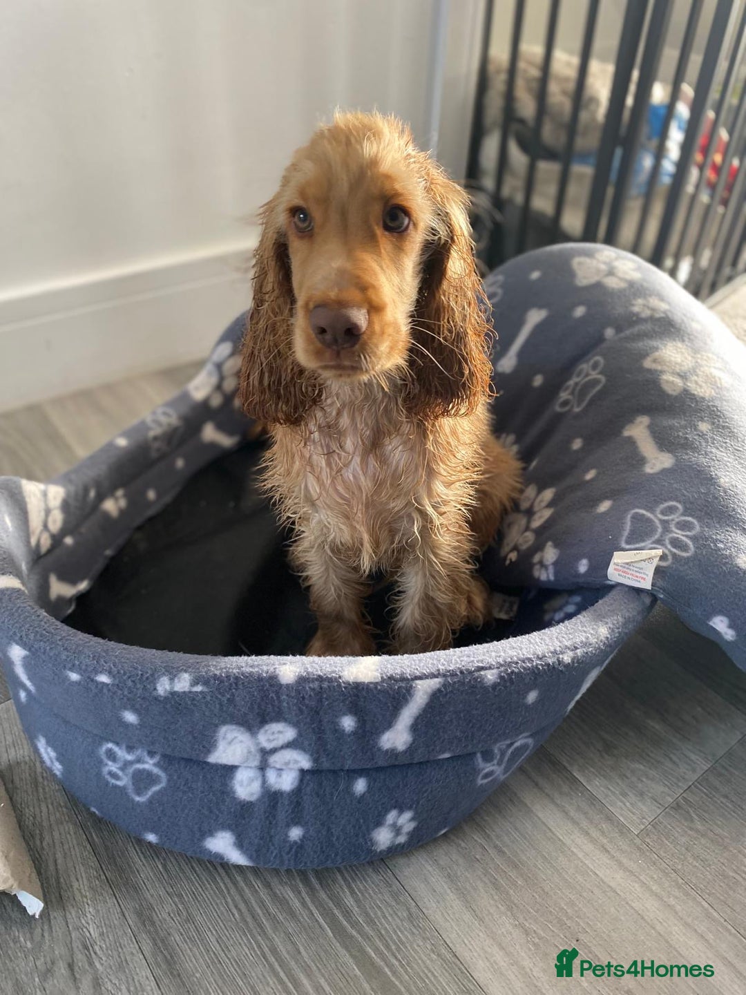 Cocker Spaniel dogs for sale: Cocker Spaniel Puppy Looking for a New Home - Advert 3