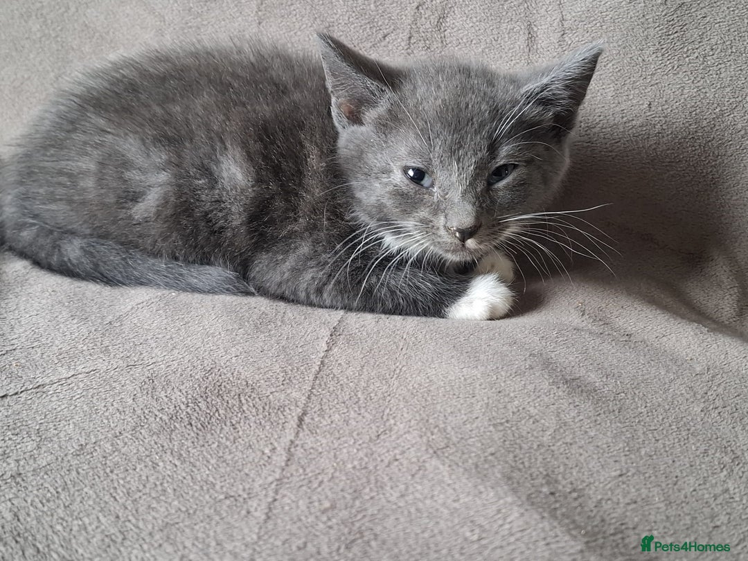 Mixed Breed cats for sale: Kittens for sale - Image 6