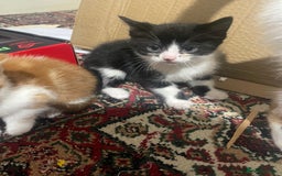 Siberian cats for sale: Chunky black and white kitten !! - Advert 3