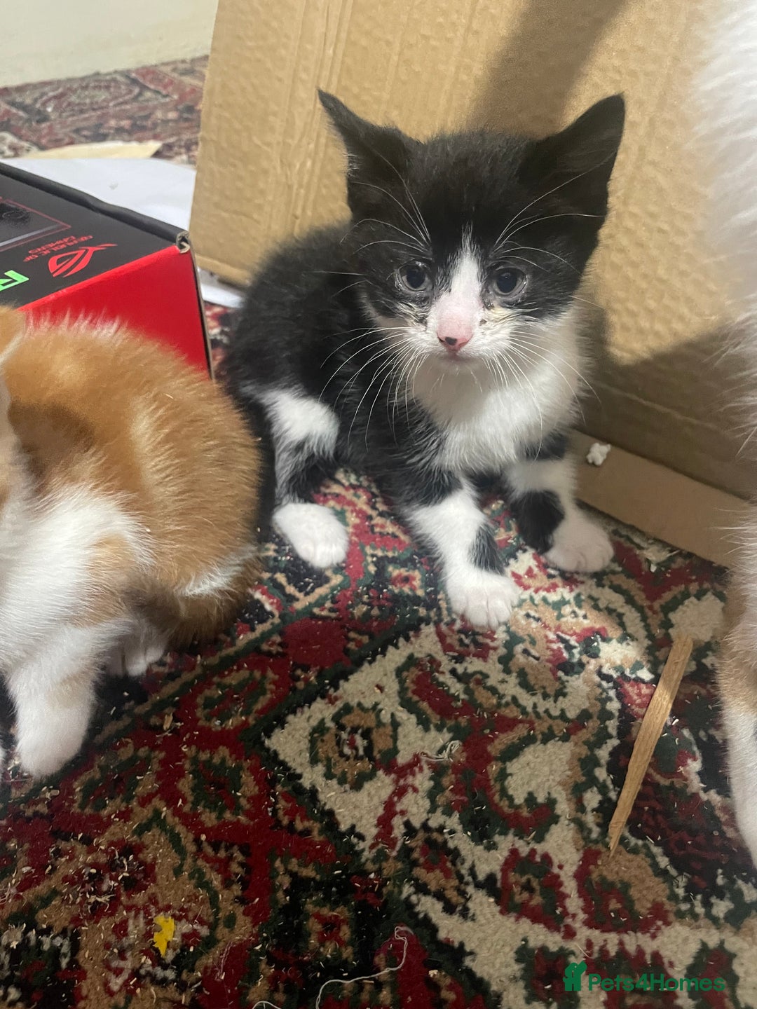 Siberian cats for sale: Chunky black and white kitten !! - Advert 3