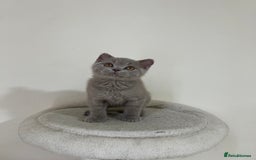 British Shorthair cats for sale: British shorthair kittens  - Image 3