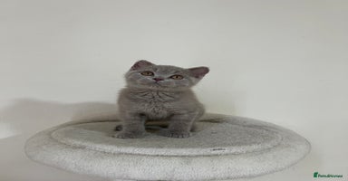 British Shorthair cats - Advert 6