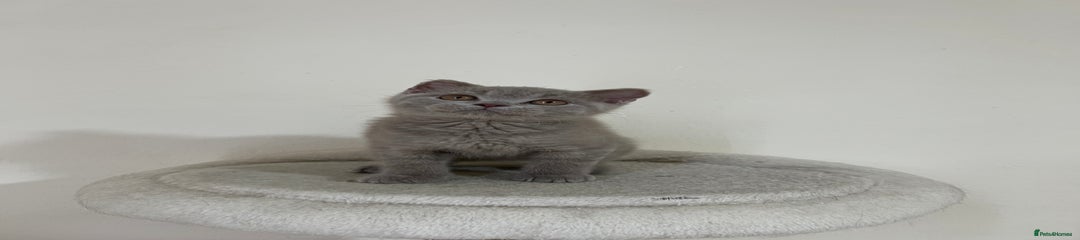 British Shorthair Kitten 4
