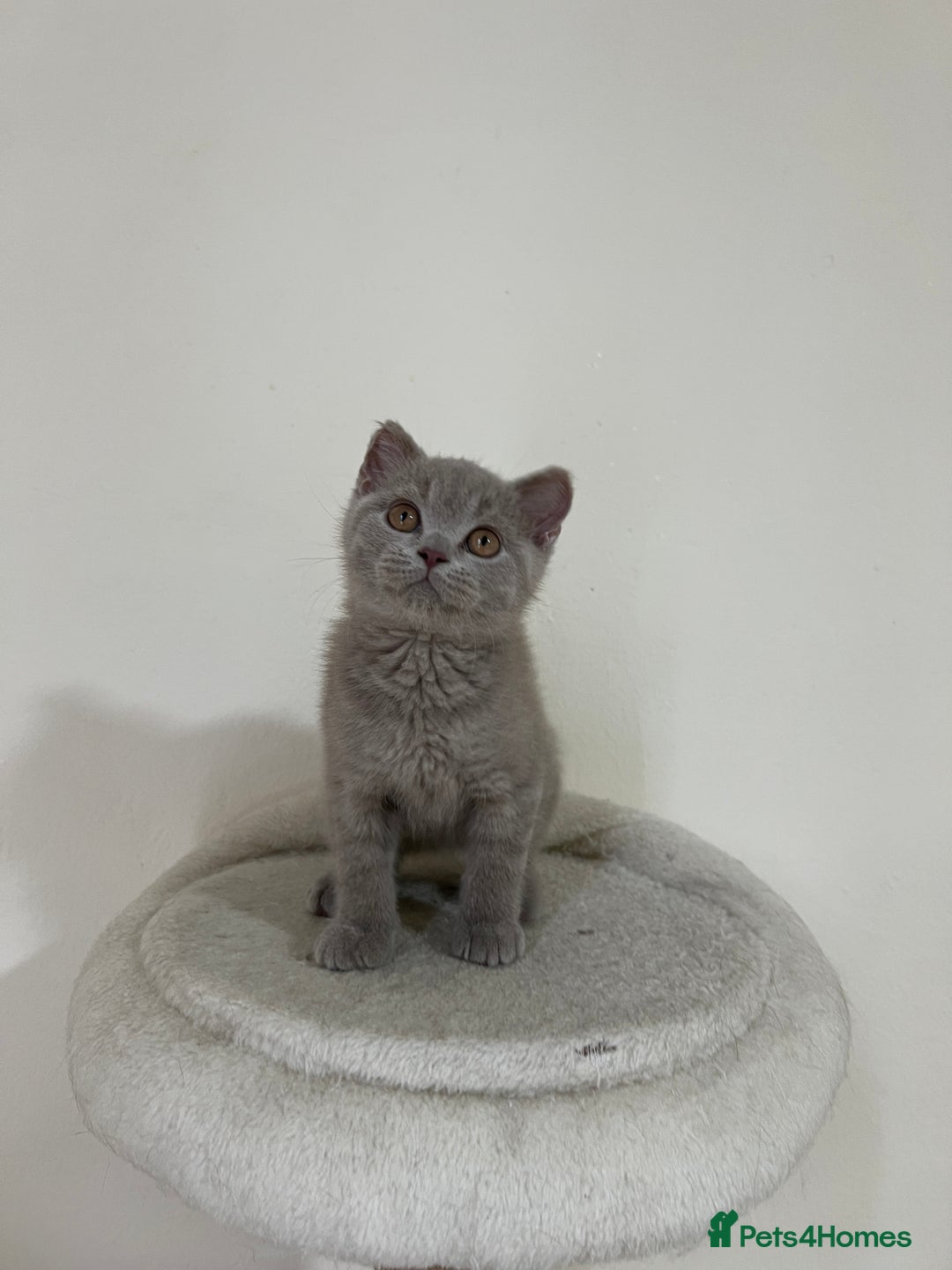 British Shorthair cats for sale: British shorthair kittens  - Image 3