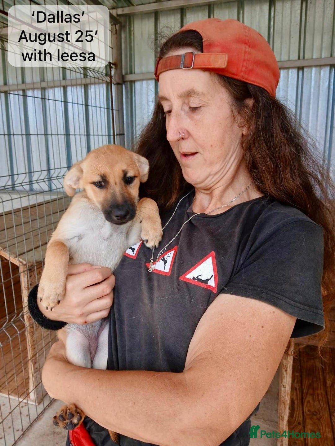 Mixed Breed dogs for adoption: Dallas, 6 months approx. Available for adoption. - Image 16