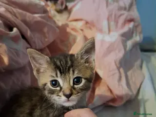 Mixed Breed cats One Tabby Kitten for sale - Advert 23