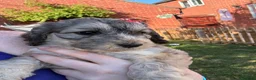 Cockapoo dogs for sale: 6 Gorgeous F1 Cockapoo puppies!!  - Advert 8