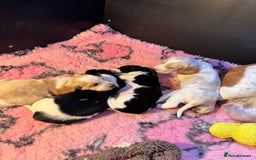 Mixed Breed dogs for sale: Basset x cocker puppies - Image 5