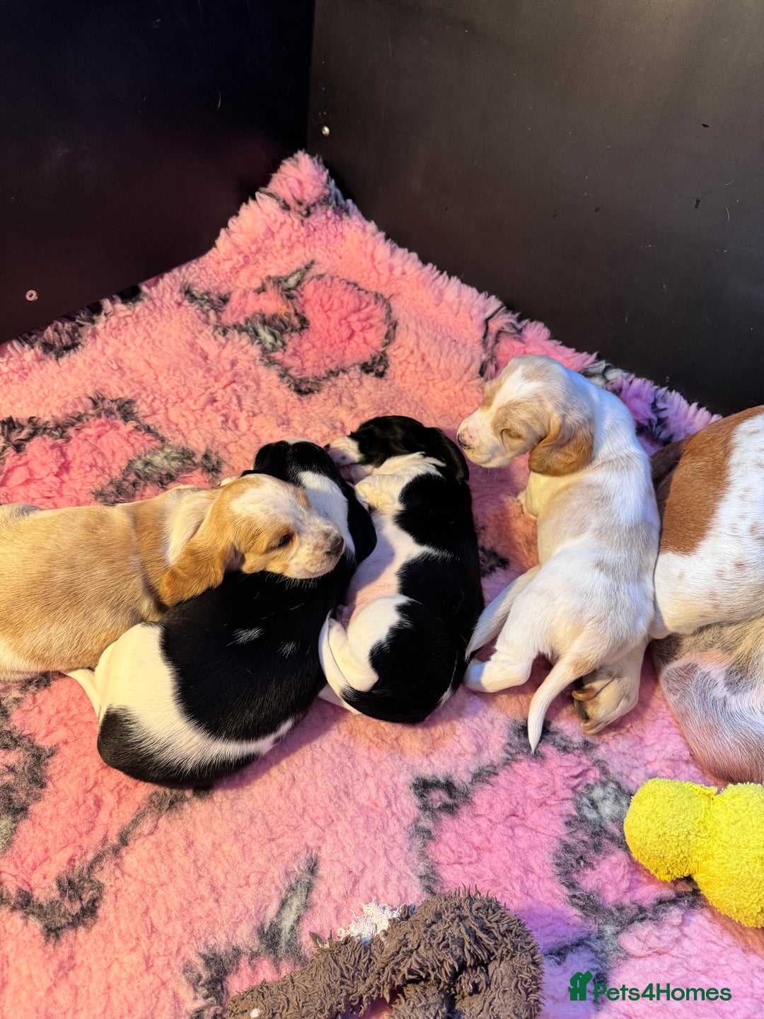 Mixed Breed dogs for sale: Basset x cocker puppies - Image 5