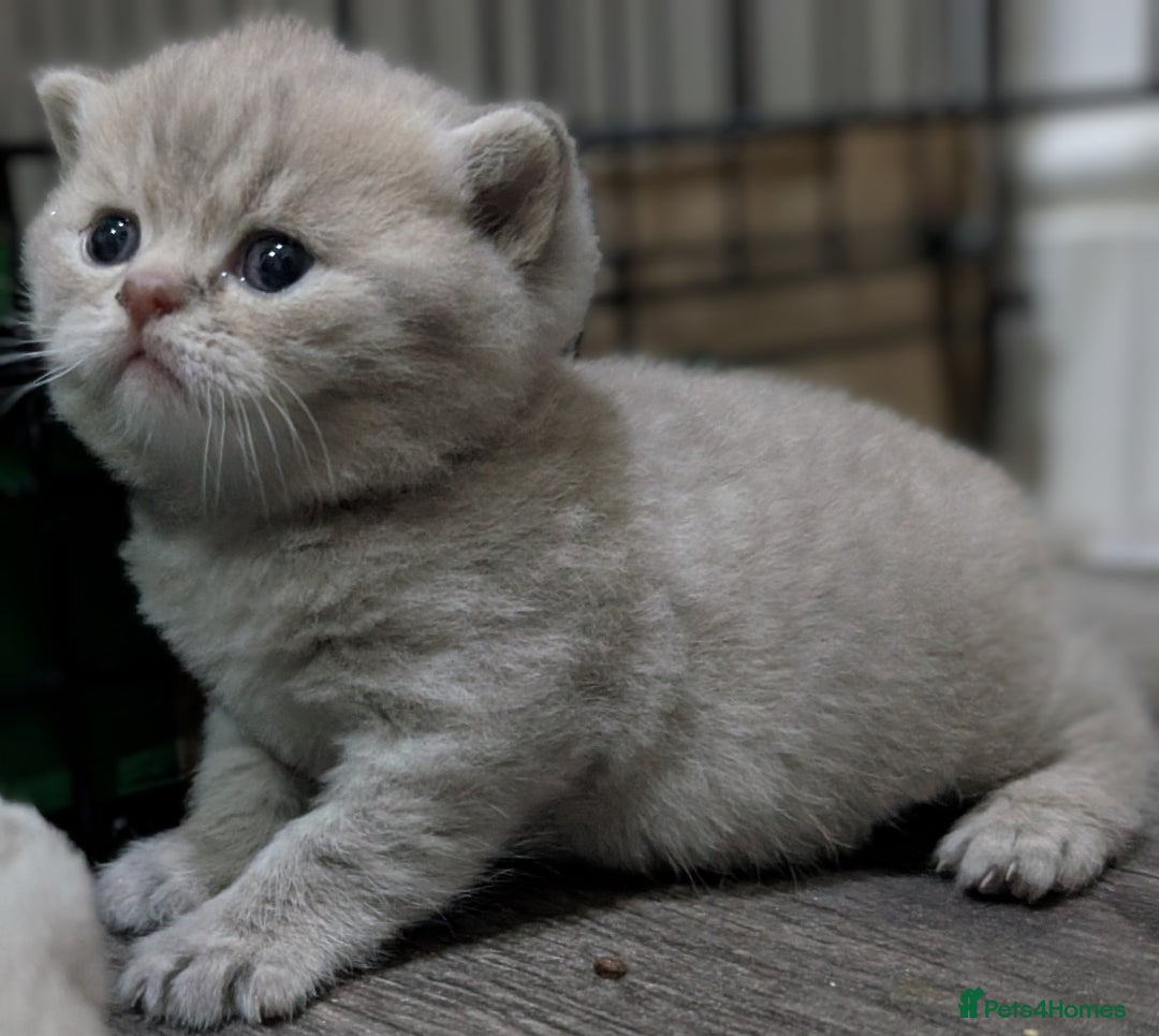 British Shorthair cats for sale: British Shorthair Kittens GCCF Pedigree Registered - Advert 12
