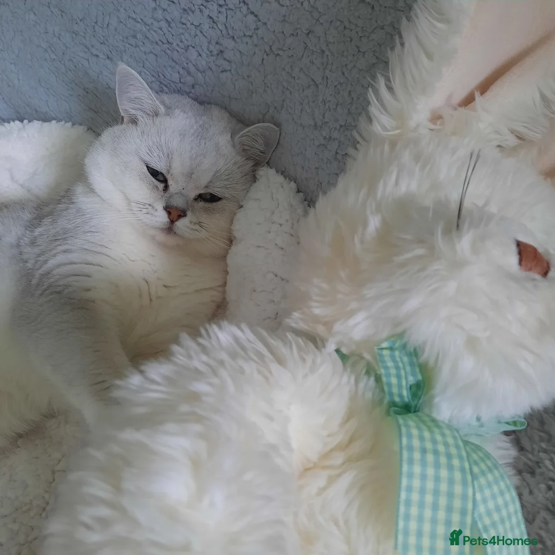 British Shorthair cats for stud: 🐾 British Shorthair Silver Shaded Stud 🐾 in Basildon - Advert 9