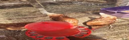 Hens poultry for sale: 6 warren hens for sale, - Advert 2