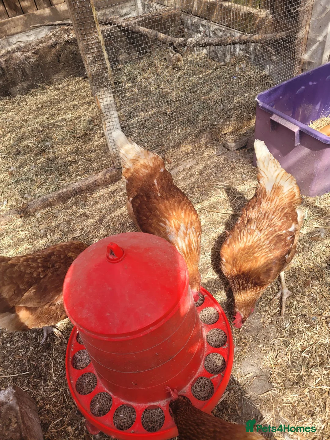 Hens poultry for sale: 6 warren hens for sale, - Advert 2