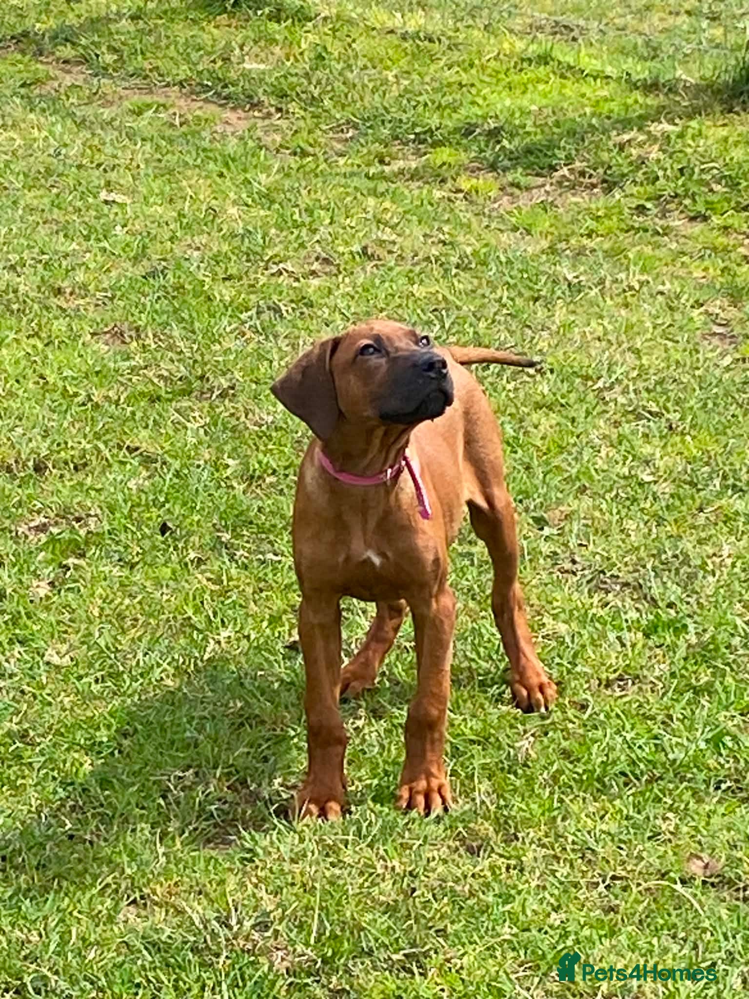 Rhodesian Ridgeback dogs KC reg Ridgeback puppies - Advert 2