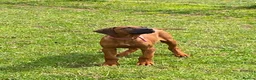 Rhodesian Ridgeback dogs for sale: KC reg Ridgeback puppies - Advert 2