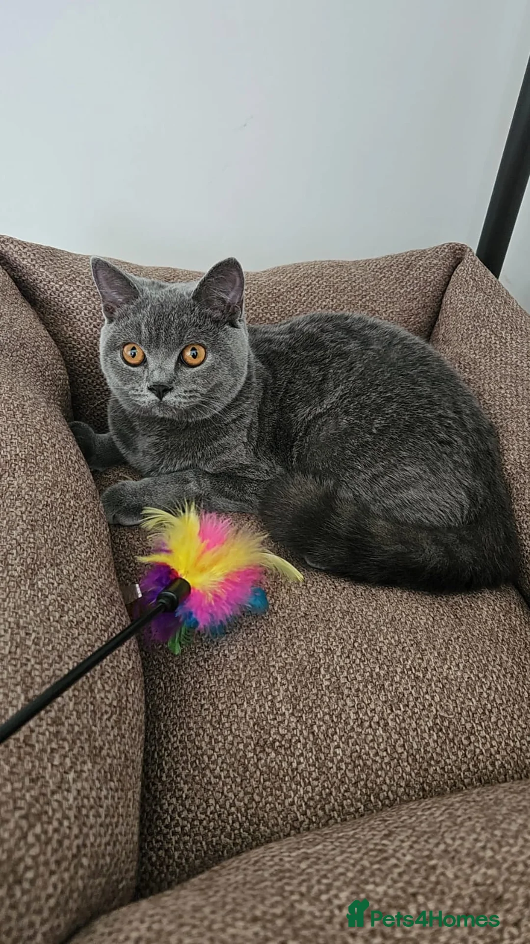 British Shorthair cats for sale: GCCF Blue BSH chunky champion lines - Advert 2