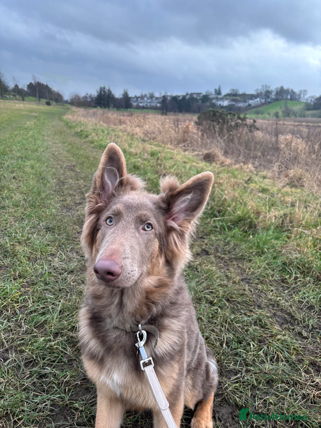 German Shepherd dogs for sale: 7 month old German shepherd  in Glasgow - Advert 2
