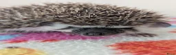 Pygmy Hedgehog rodents for sale: Stunning Hoglets Ready Now and to Reserve  in Romney Marsh - Advert 14