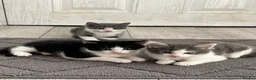 Mixed Breed cats for sale: 3 Male tabby kittens  - Advert 8