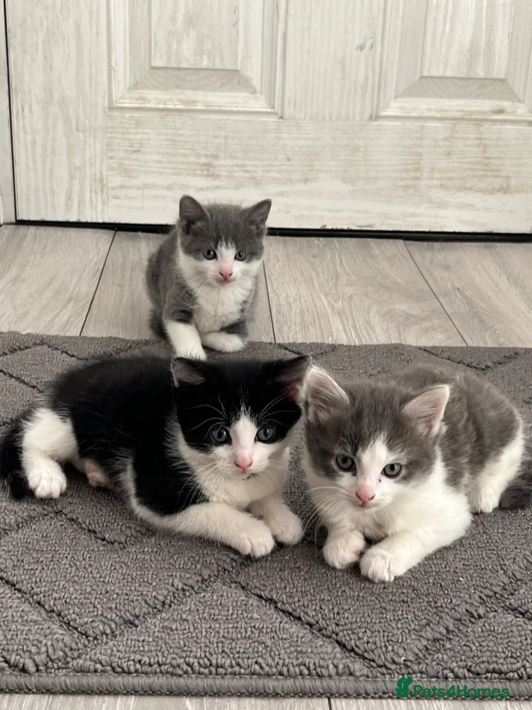 Mixed Breed cats for sale: 3 Male tabby kittens  - Advert 8