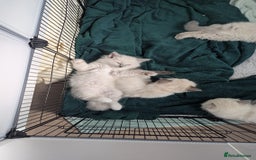 Ragdoll cats for sale: 🧁Sweet ragdolls - Image 24