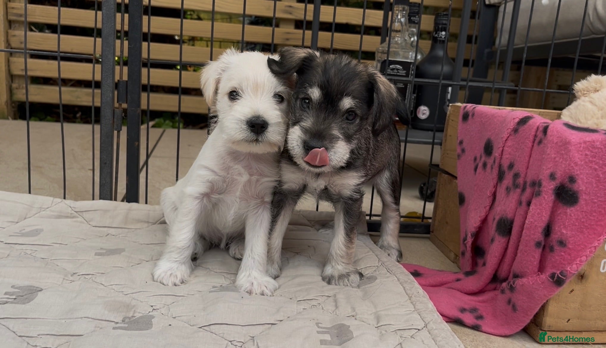 Miniature Schnauzer dogs KC Registered Pedigree Miniature Schnauzer Pups x4 - Advert 9