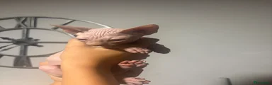 Sphynx 1
