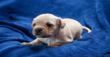 Mixed Breed dogs - Advert 15