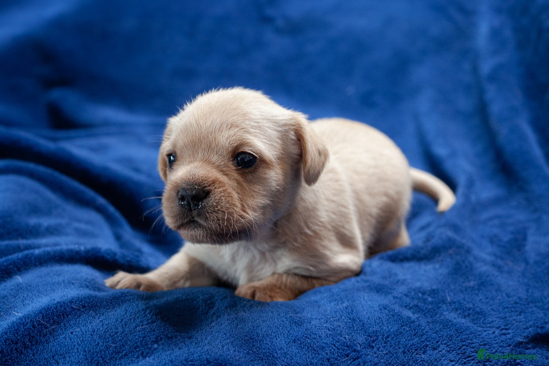 Mixed Breed dogs for sale: 🐶 Adorable F1 Frenchie x Cavapoo Pups 🐾 - Image 3