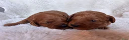 Cavapoo dogs for sale: Gorgeous litter of Cavapoo puppies  in King's Lynn - Advert 36
