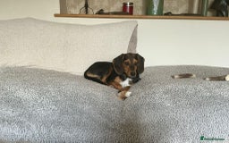 Mixed Breed dogs for adoption: Toyah Sweet gentle small girl - Image 3