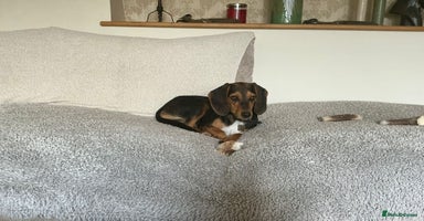Mixed Breed dogs - Advert 10