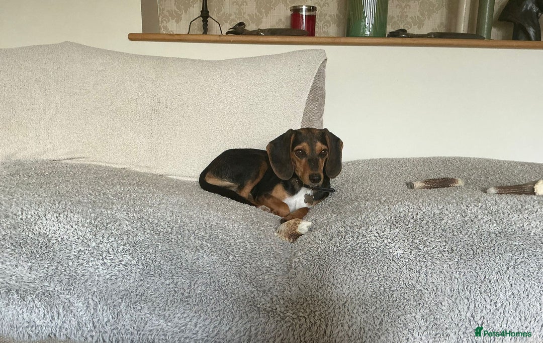 Mixed Breed dogs for adoption: Toyah Sweet gentle small girl - Image 3