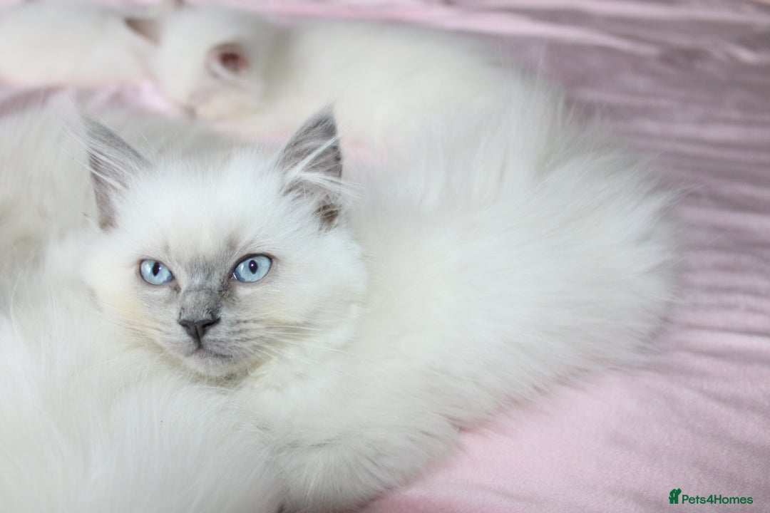 Ragdoll cats for sale: GCCF registered Ragdolls  - Advert 15