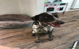 Mixed Breed dogs for sale: German pointer cross collie - Image 3
