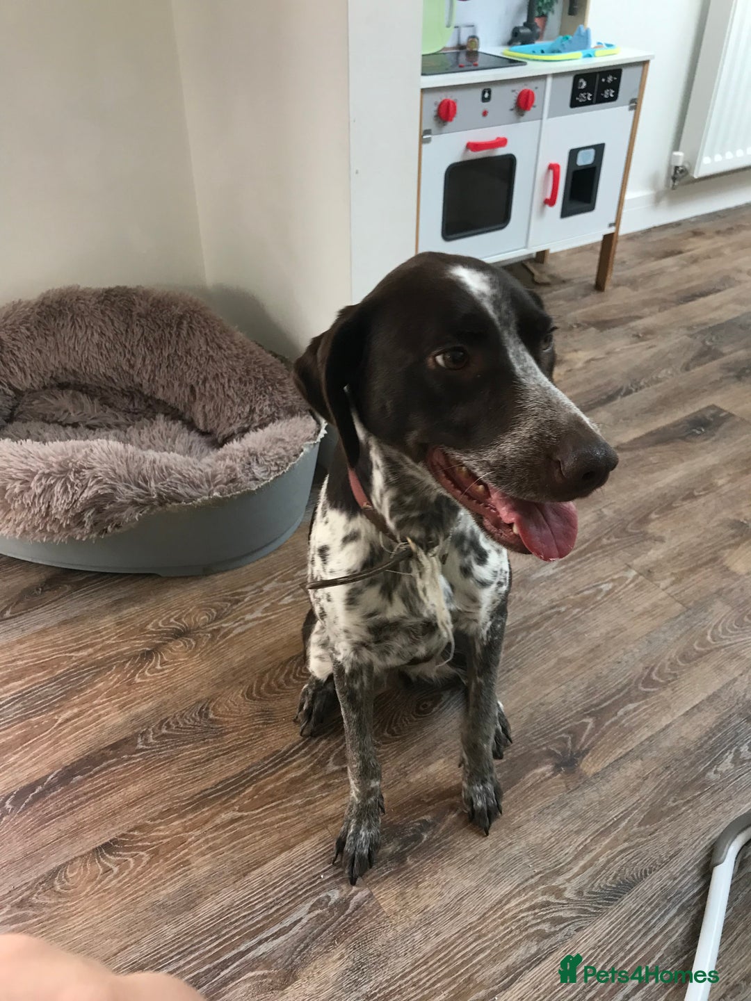 Mixed Breed dogs for sale: German pointer cross collie - Image 3