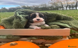 Boxer dogs for sale: ASTONISHING KC REGISTERED BOXER PUPPIES!  - Image 2