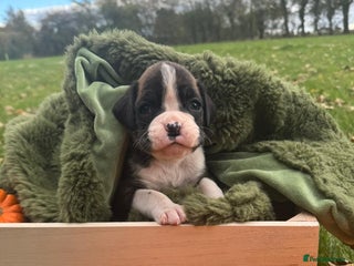 Boxer dogs - Advert 6