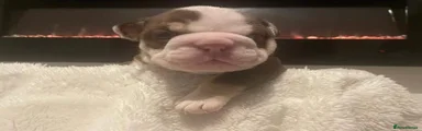 English Bulldog 3
