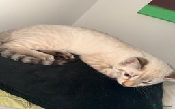 Bengal cats for sale: Blue Eyed Snow Lynx Kittens  - Image 16