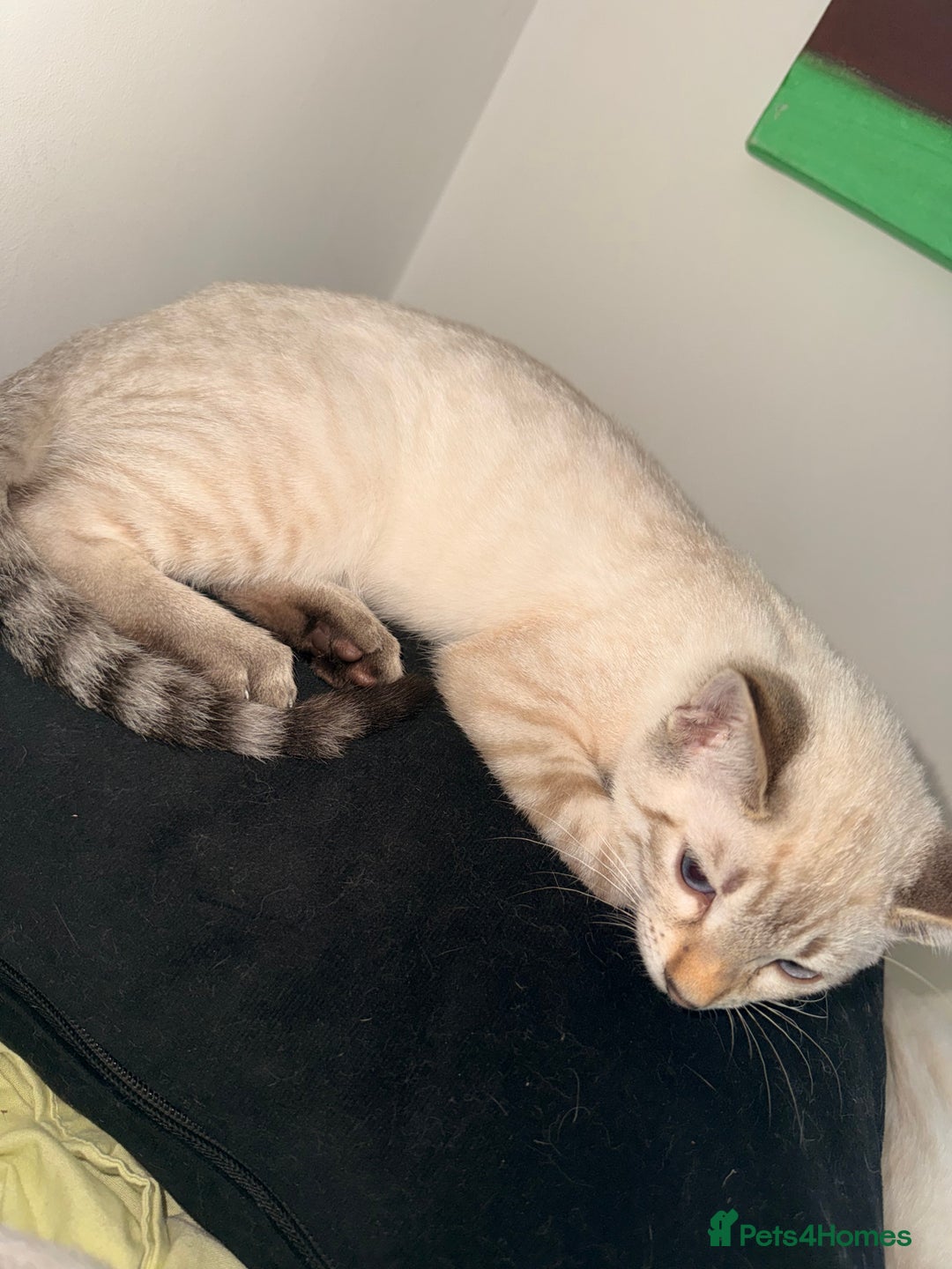 Bengal cats for sale: Blue Eyed Snow Lynx Kittens  - Image 16