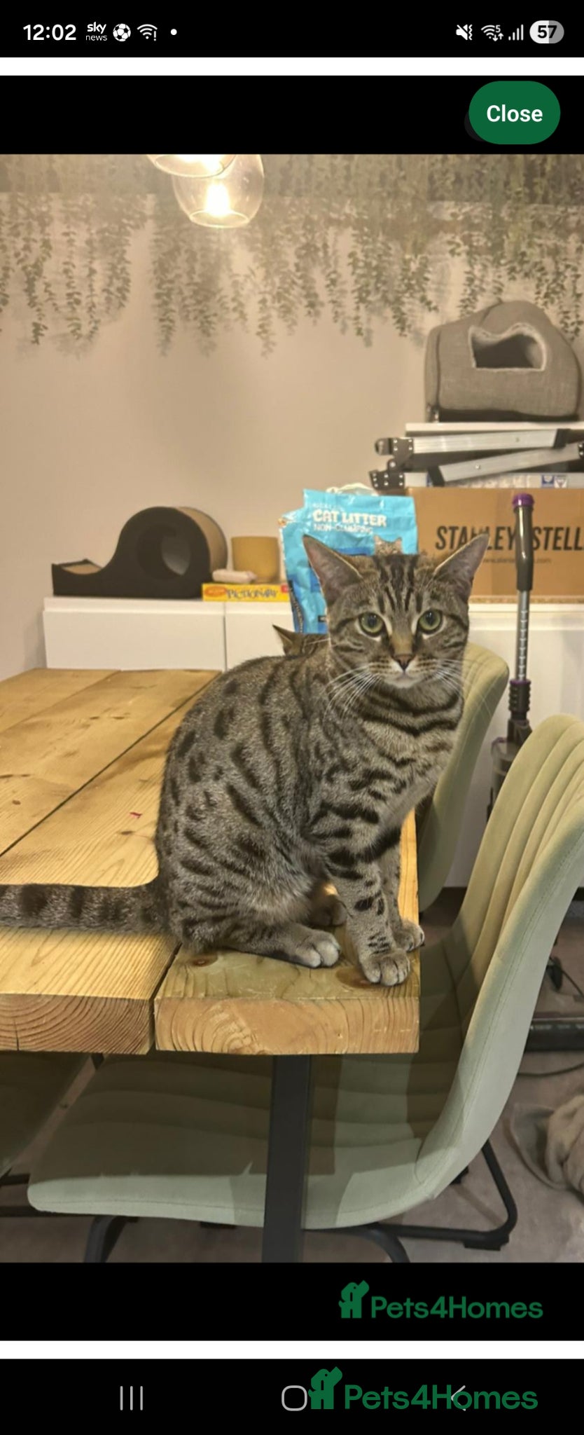 Mixed Breed cats for sale: Lovely cat needing a loving home - Advert 3