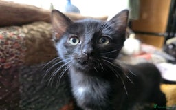 Ragdoll cats for sale: Beautiful Ragdoll X kittens - Image 4
