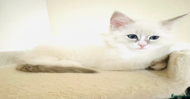 Ragdoll cats - Advert 3