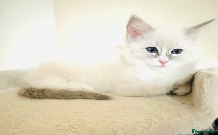 Ragdoll cats - Advert 1