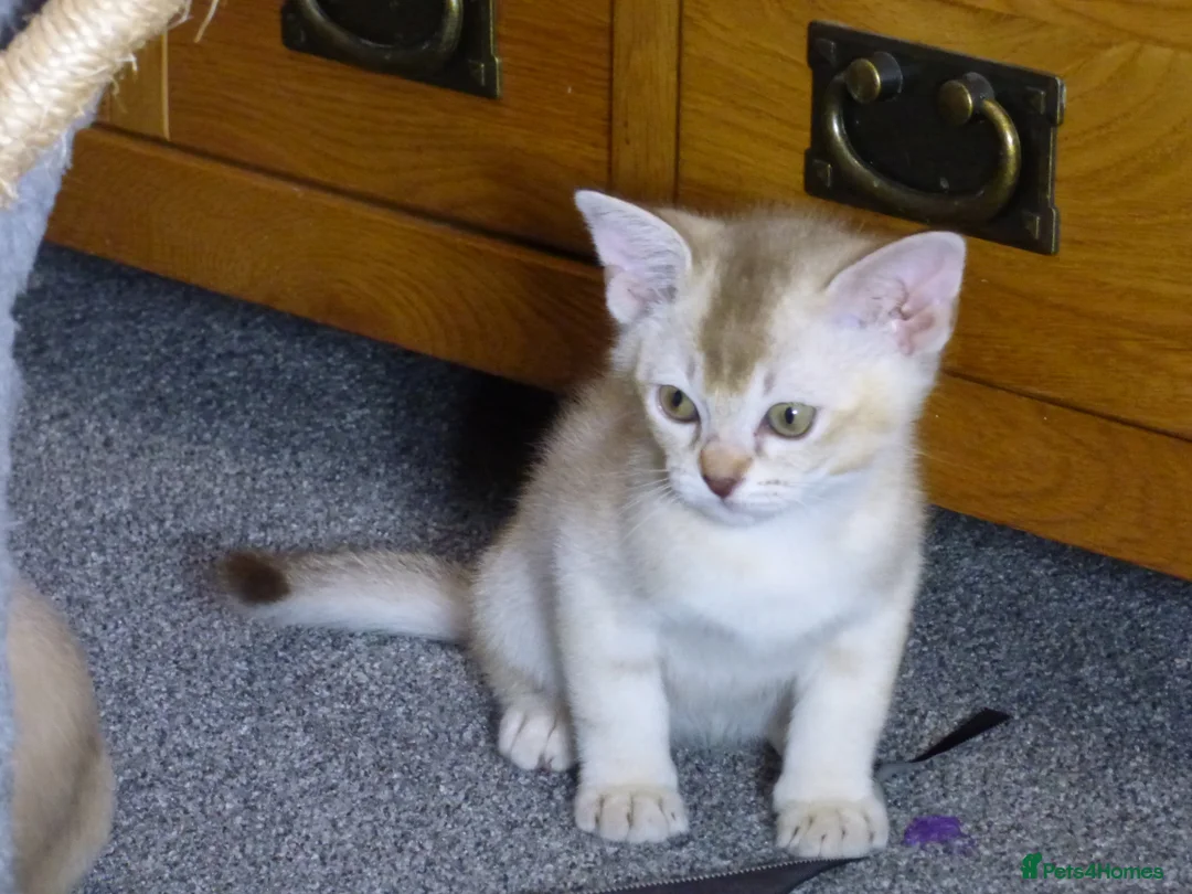 Burmese cats for sale: Burmese Cousins Two Asian Males - Advert 2