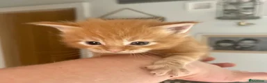 Ragcoon 1