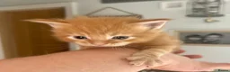 Ragcoon cats for sale: Beautiful Ragcoon kittens 🐱  in Sheffield - Advert 9