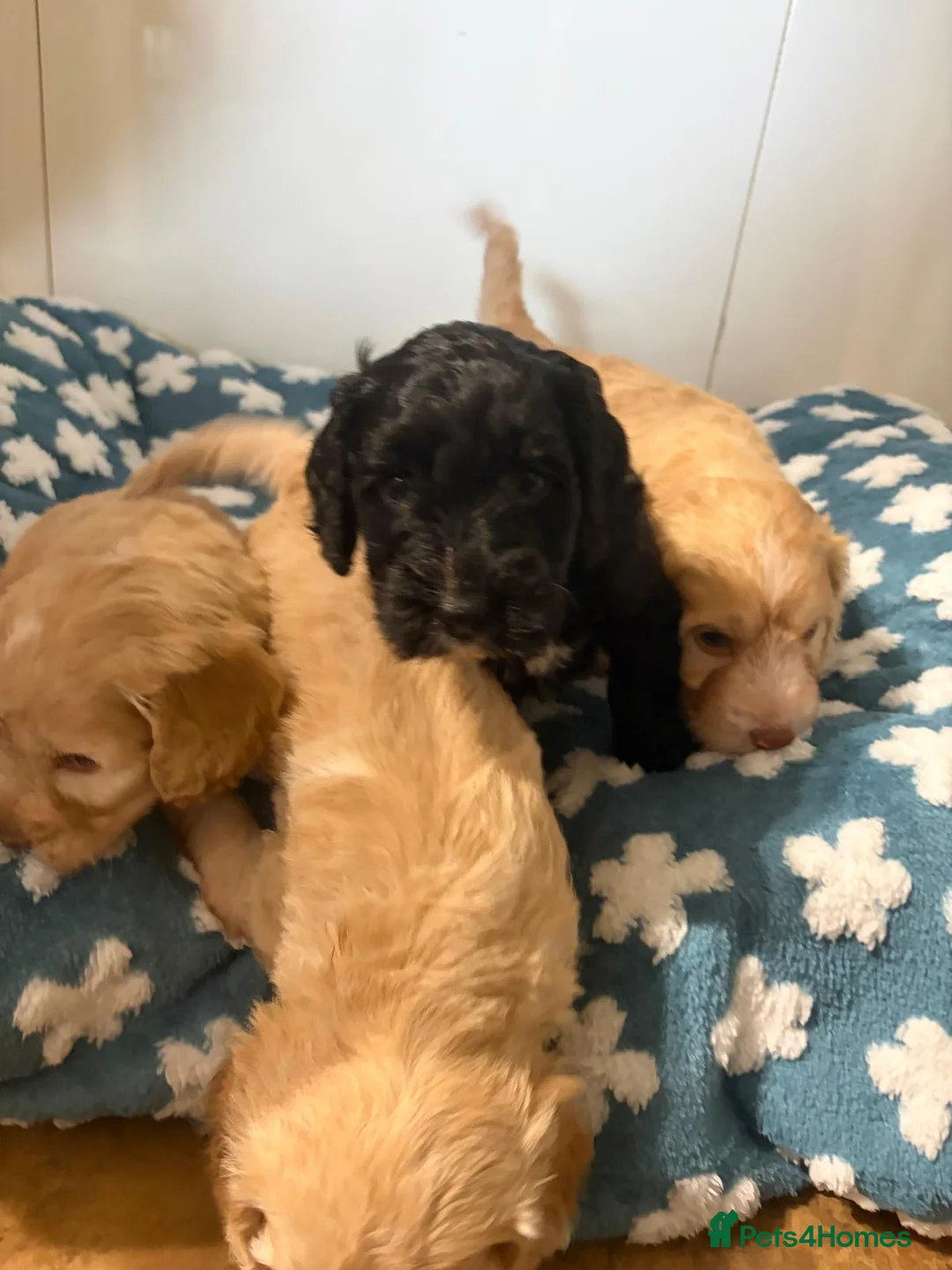Cockapoo dogs for sale: Beautiful cockerpoo puppies - Advert 1